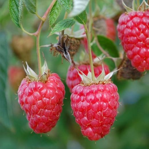 Himbeere<br>Autumn Happy